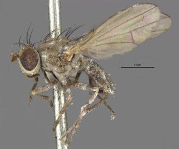 Media type: image;   Entomology 11132 Aspect: habitus lateral view